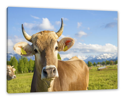 Neugierige Kuh auf Weide im Allgäu Leinwanbild Rechteckig