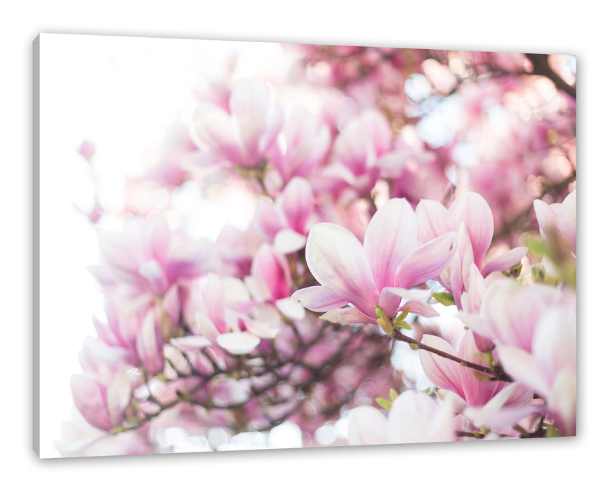 Pixxprint Nahaufnahme blühender Magnolienbaum, Leinwandbild