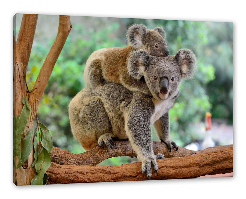 Pixxprint Koala Mutter mit Kind auf dem Rücken, Leinwandbild