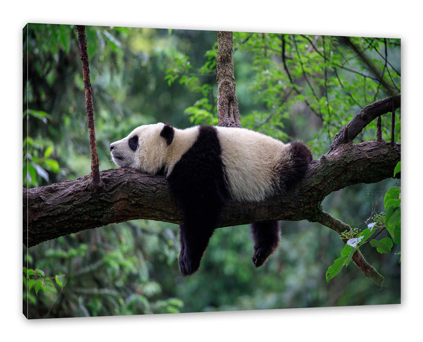 Pixxprint Schlafender Panda auf Baumstamm, Leinwandbild