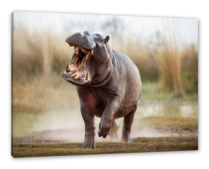 Pixxprint Angreifendes gefährliches Nilpferd, Leinwandbild