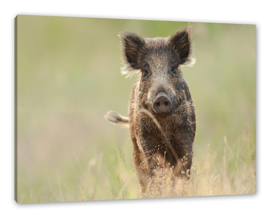 Pixxprint Neugieriges Wildschwein auf einem Feld, Leinwandbild