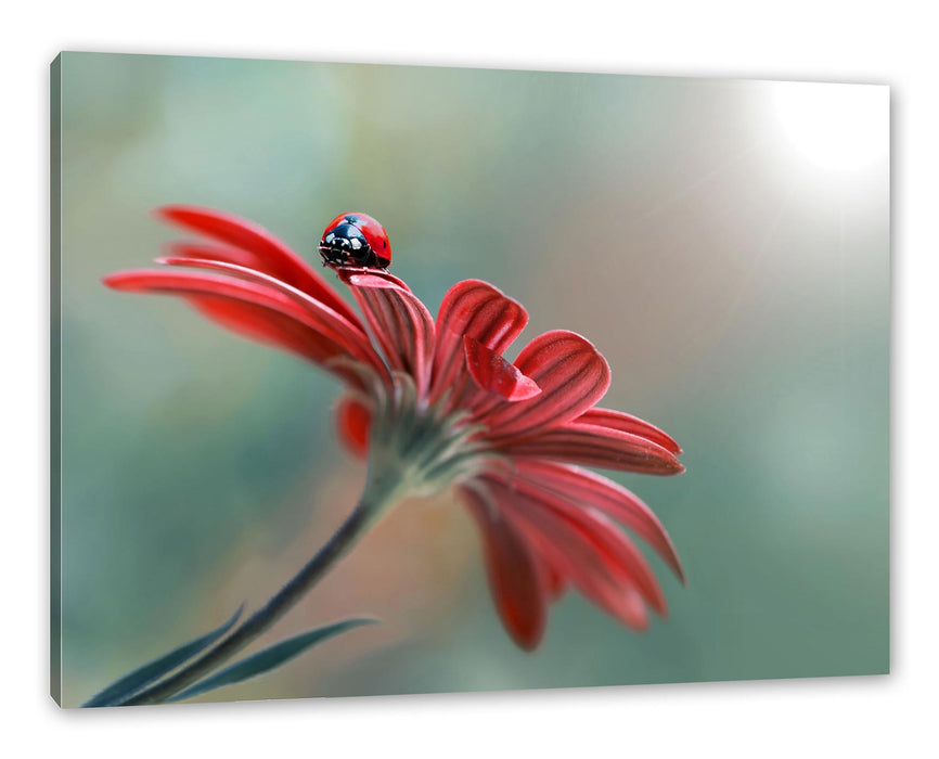 Pixxprint Merienkäfer auf roter Blüte Nahaufnahme, Leinwandbild