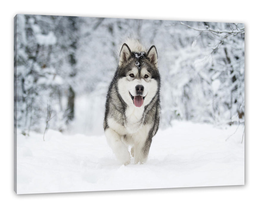 Pixxprint Sibirischer Husky im Winterwald, Leinwandbild