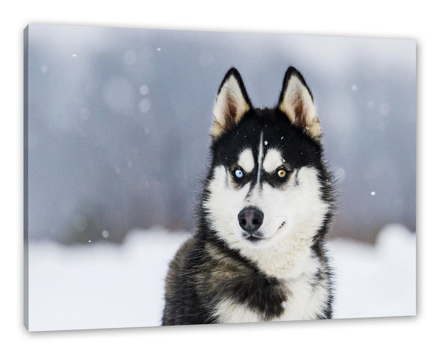 Pixxprint Husky mit unterschiedlichen Augenfarben, Leinwandbild