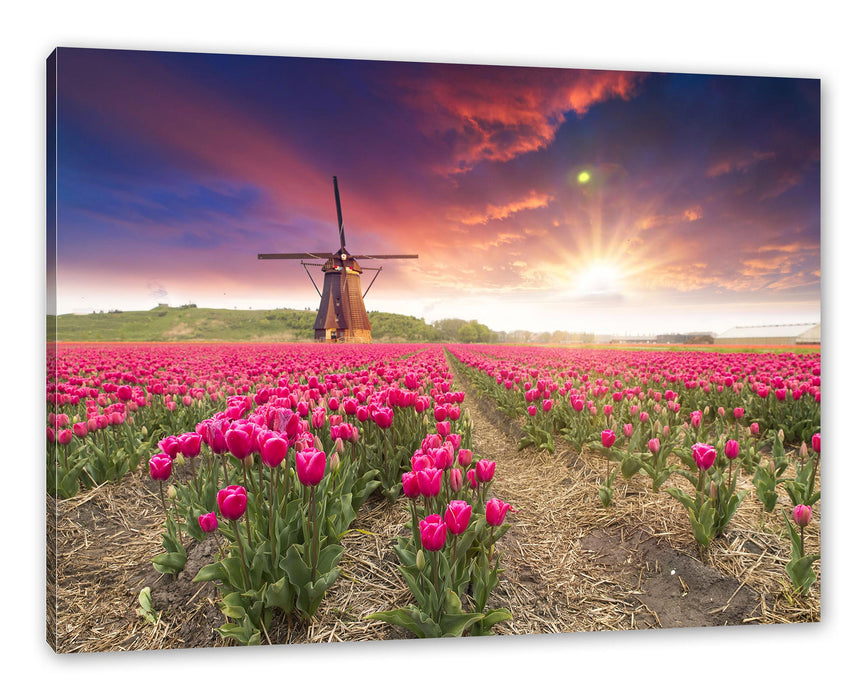 Pixxprint Tulpenfeld mit Mühle bei Sonnenuntergang, Leinwandbild