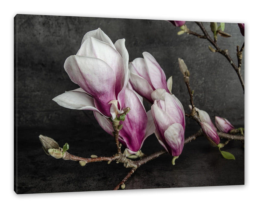 Pixxprint Aufblühende Magnolie isoliert, Leinwandbild