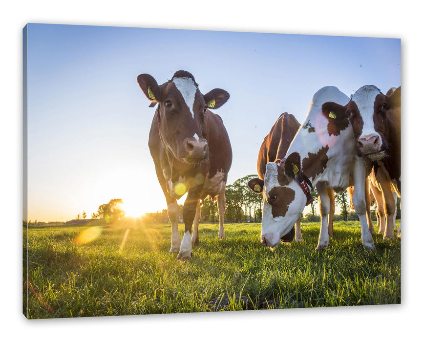 Pixxprint Kühe grasen auf Wiese bei Sonnenuntergang, Leinwandbild