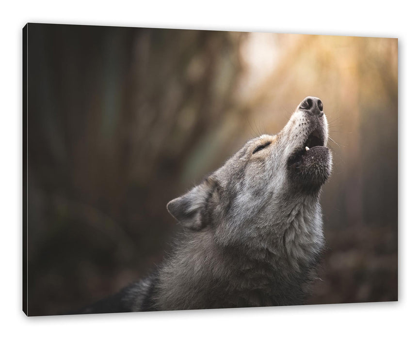 Pixxprint Heulender Wolf Nahaufnahme, Leinwandbild