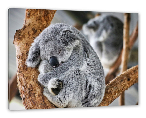 Koala schläft eingekuschelt im Baum Leinwanbild Rechteckig