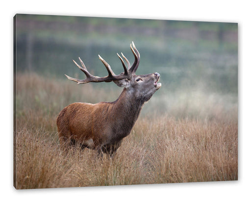 Röhrender Hirsch im Feld Leinwanbild Rechteckig