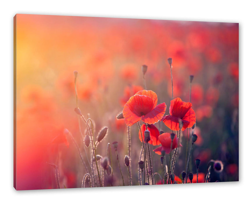 Pixxprint Mohnblumenfeld, Leinwandbild