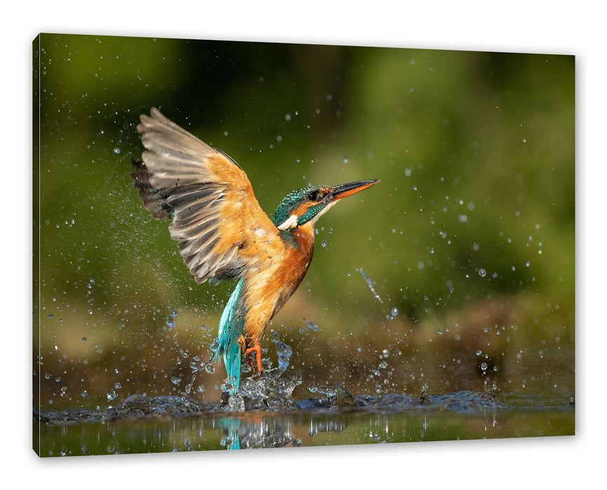 Pixxprint Eisvogel auf der Jagd nach Fischen, Leinwandbild