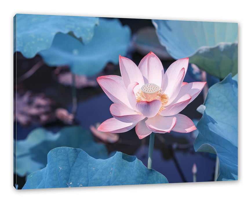 Pixxprint Rosa blühender Lotus Nahaufnahme, Leinwandbild