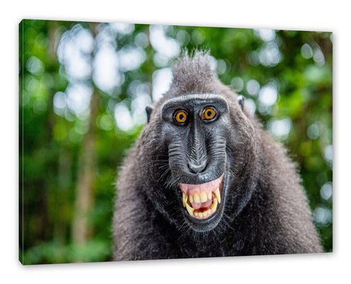 Lustiger Affe lacht mit offenem Maul Leinwanbild Rechteckig