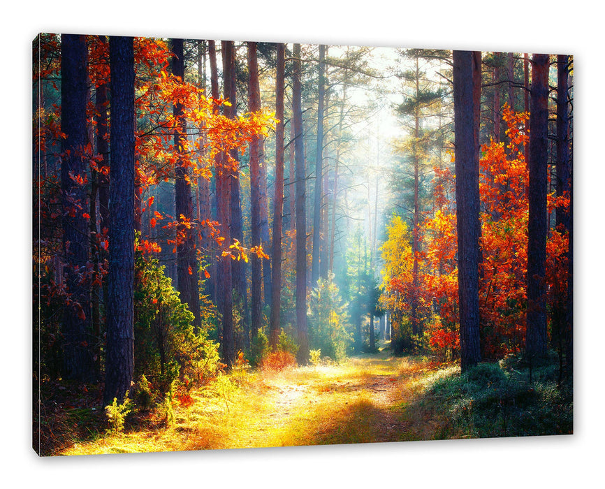 Pixxprint Sonnige Lichtung im Herbstwald, Leinwandbild