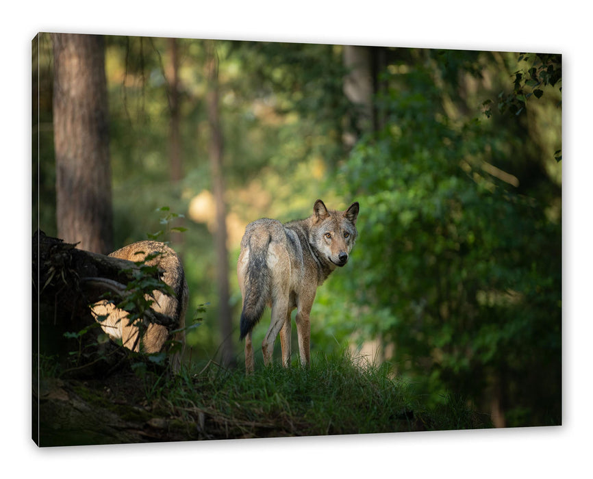 Pixxprint Ängstlicher Wolf im Wald, Leinwandbild