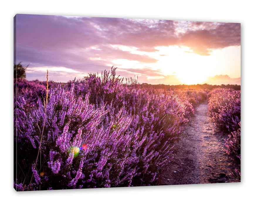 Pixxprint Lavendellandschaft bei Sonnenuntergang, Leinwandbild