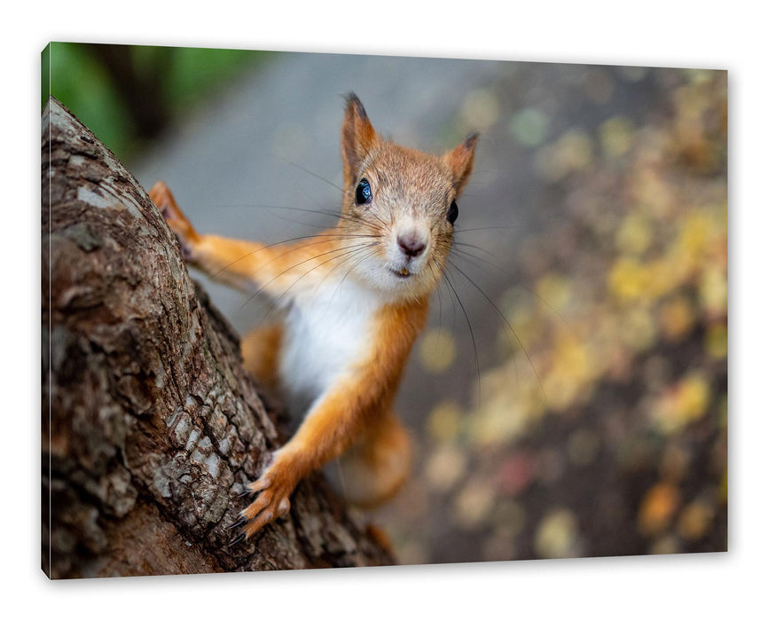 Pixxprint Nahaufnahme Eichhörnchen an Baumstamm, Leinwandbild