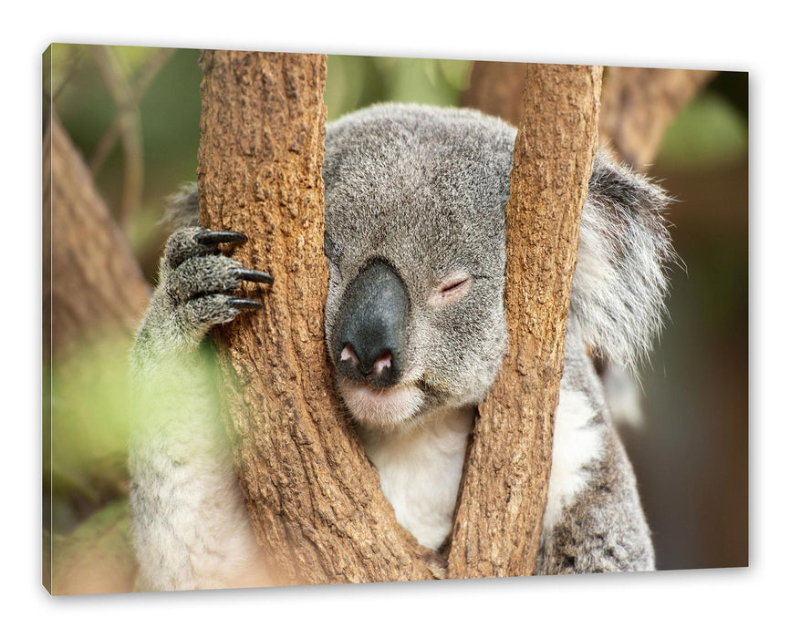 Pixxprint Koala schläft mit Kopf in Astgabel, Leinwandbild