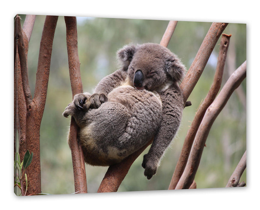 Pixxprint Schlafender Koala in Astgabelung, Leinwandbild