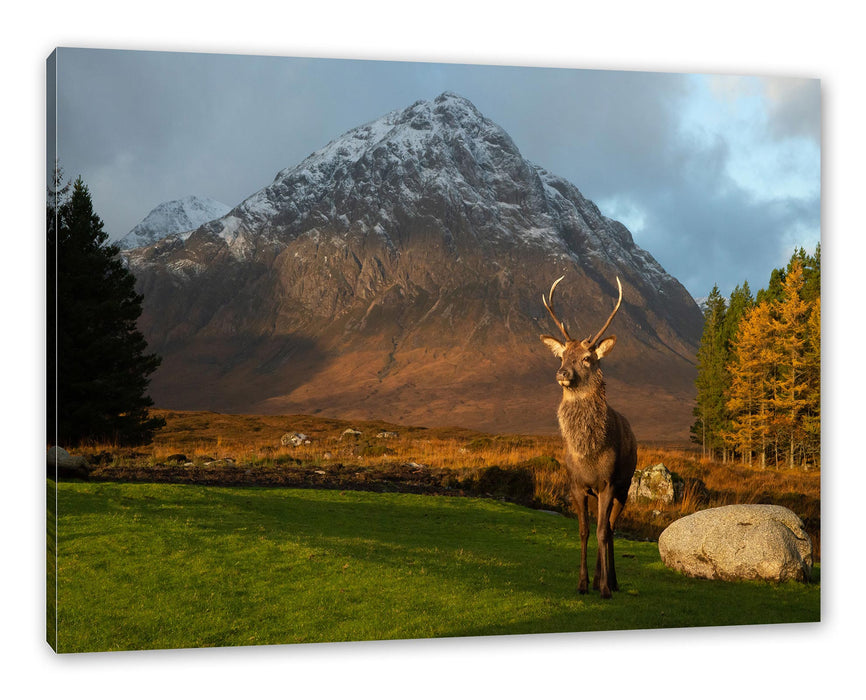 Pixxprint Einsames Rentier vor Berglandschaft, Leinwandbild