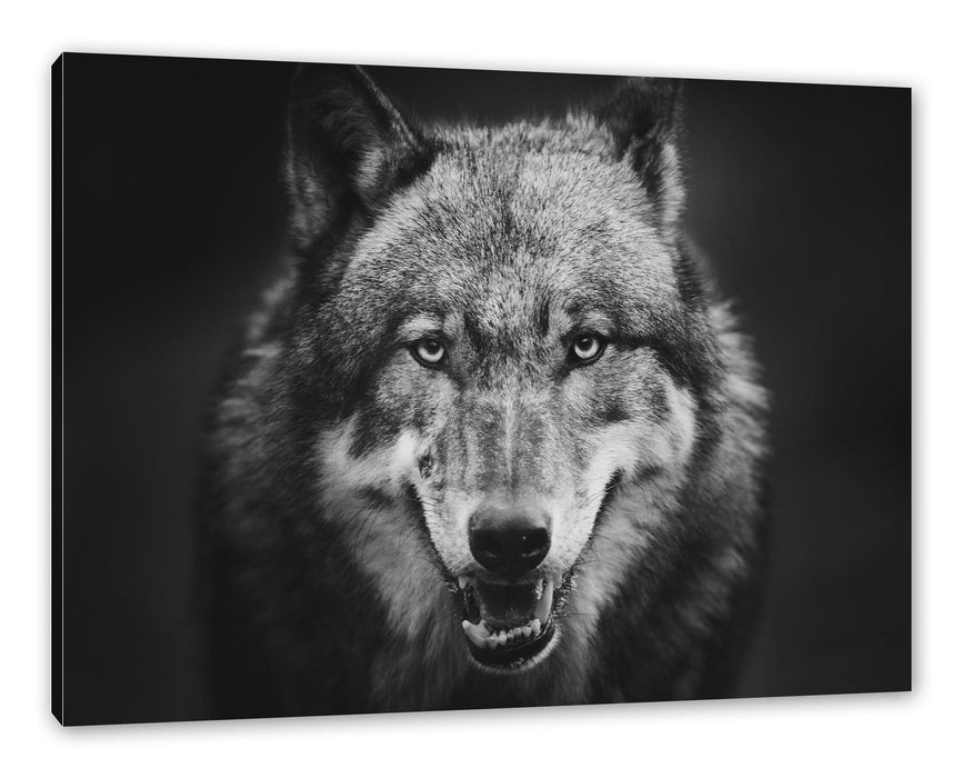 Pixxprint Nahaufnahme Wolf mit offener Schnauze, Leinwandbild