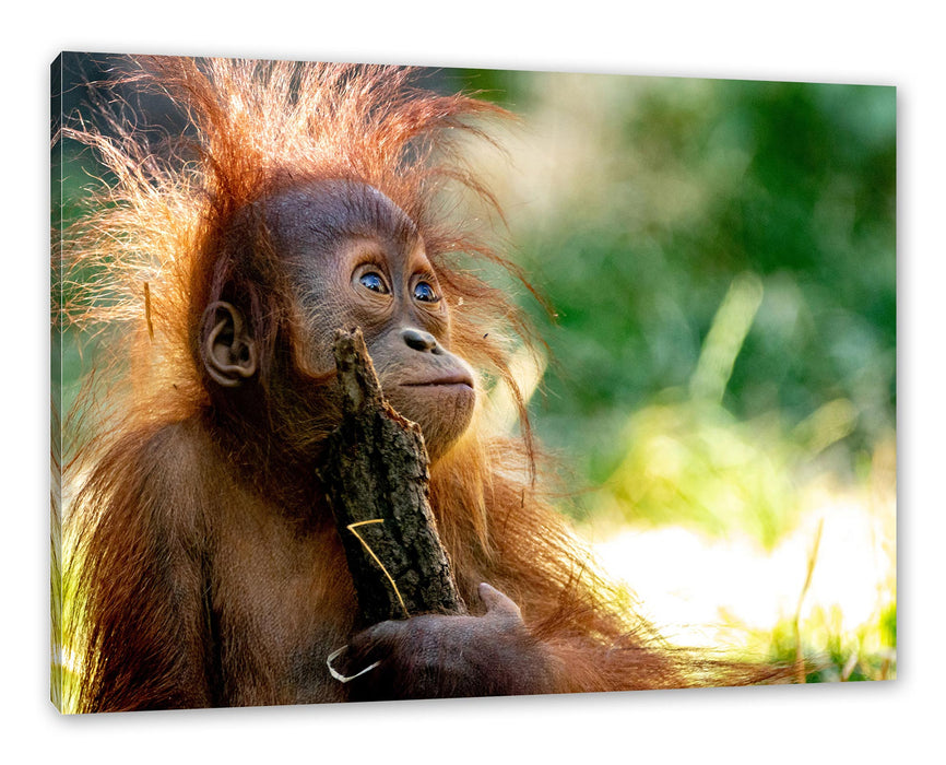 Pixxprint Orang-Utan Baby spielt mit Stock, Leinwandbild