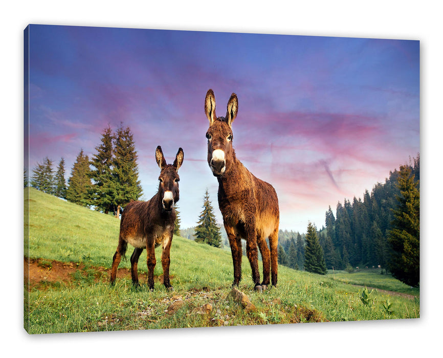 Pixxprint Esel auf Wiese in der Dämmerung, Leinwandbild