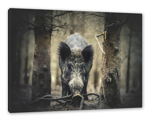 Nahaufnahme Wildschwein im Wald Leinwanbild Rechteckig
