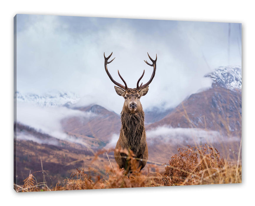 Pixxprint Majestätischer Hirsch in Berglandschaft, Leinwandbild