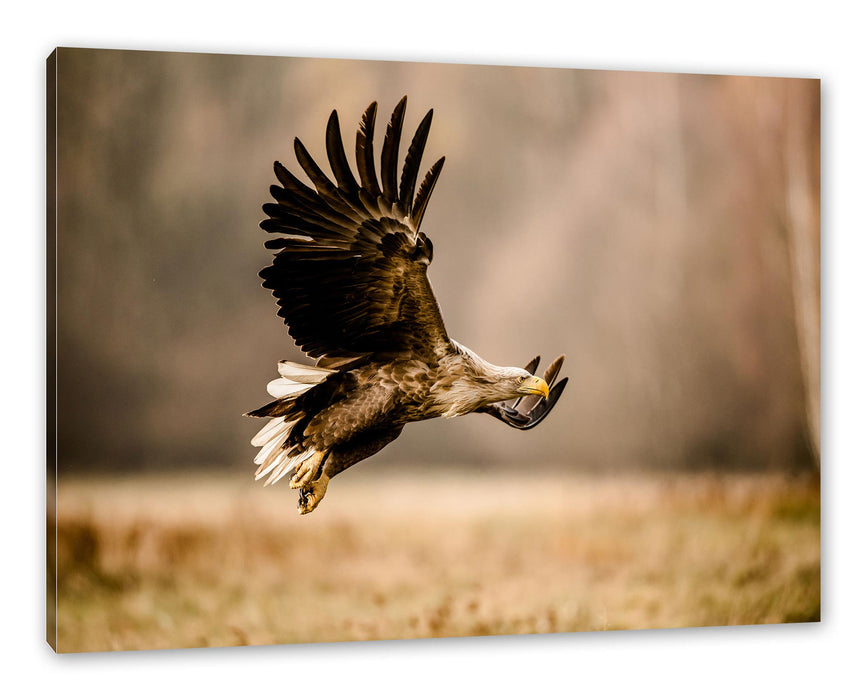 Pixxprint Nahaufnahme Adler bei der Jagd, Leinwandbild