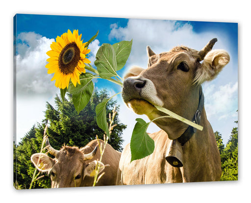Nahaufnahme Kuh mit Sonnenblume im Maul Leinwanbild Rechteckig