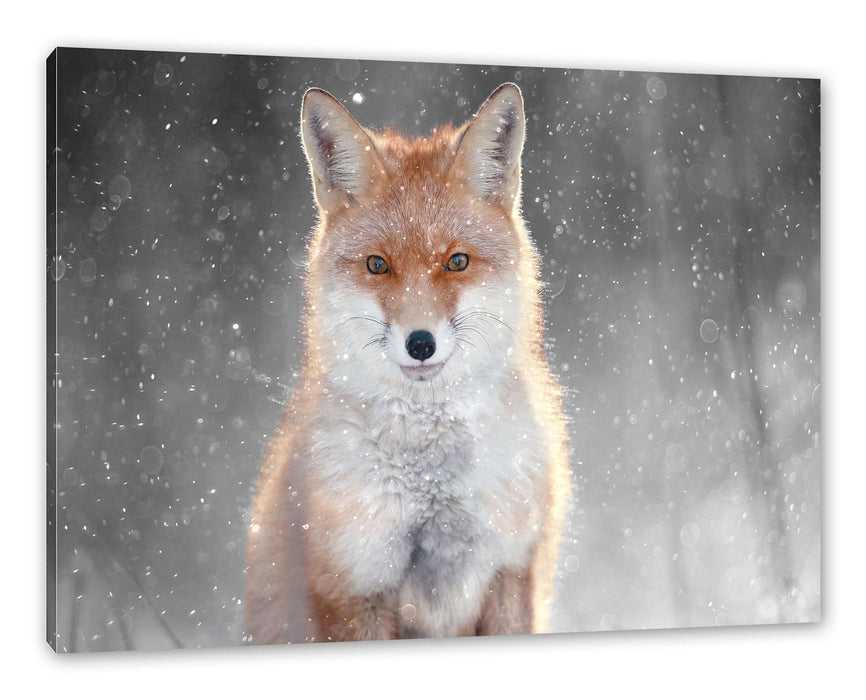 Pixxprint Roter Fuchs im Winter B&W Detail, Leinwandbild