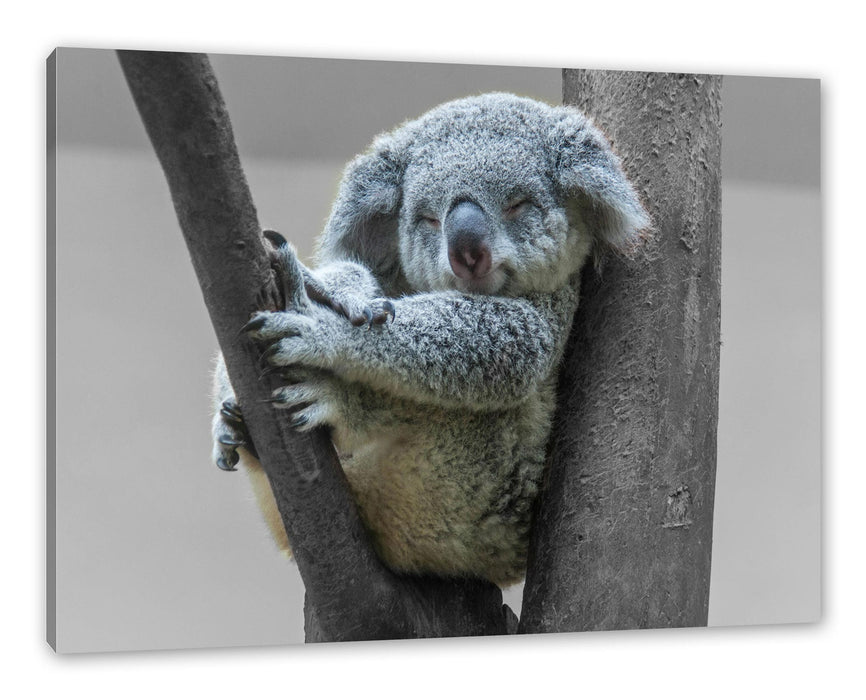 Pixxprint Schlafender Koala im Baum B&W Detail, Leinwandbild