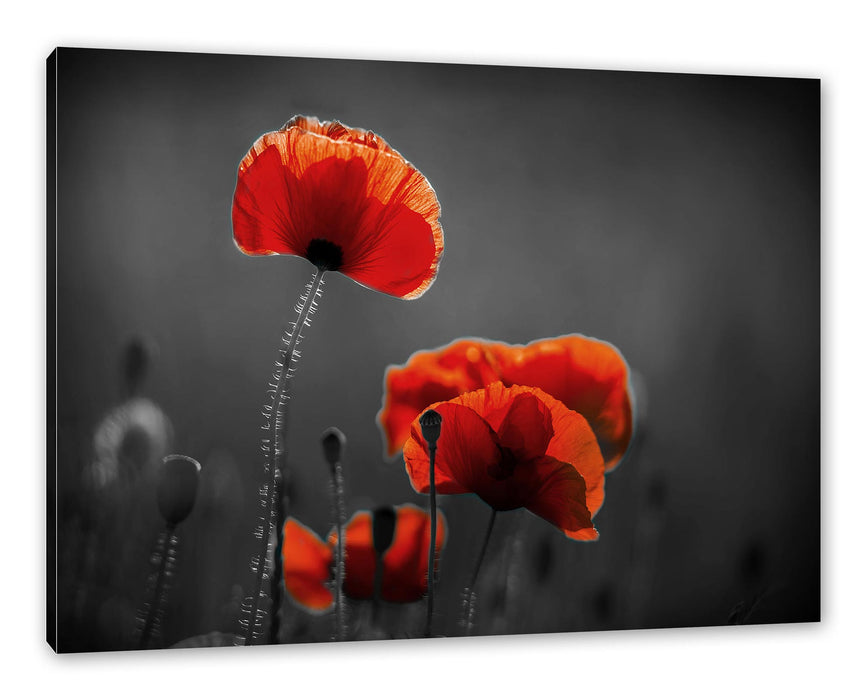 Pixxprint Mohnblumen auf einer Wiese in der Nacht B&W Detail, Leinwandbild