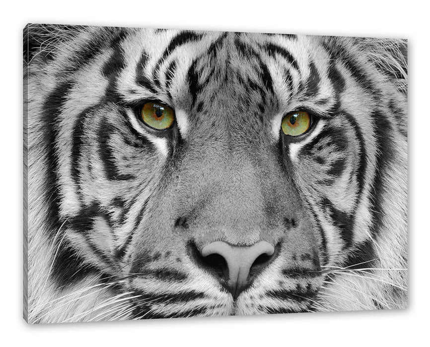 Pixxprint Nahaufnahme Sumatra Tiger B&W Detail, Leinwandbild