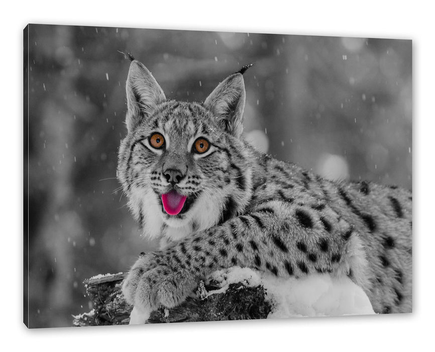 Pixxprint Luchs auf schneebedecktem Baumstumpf B&W Detail, Leinwandbild