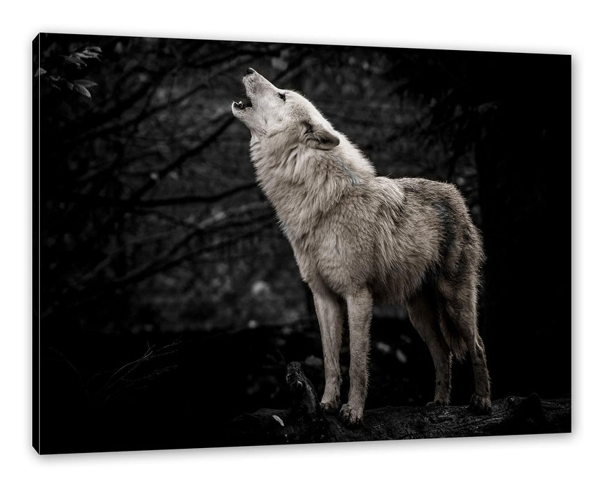 Pixxprint Weißer heulender Wolf im Wald B&W Detail, Leinwandbild