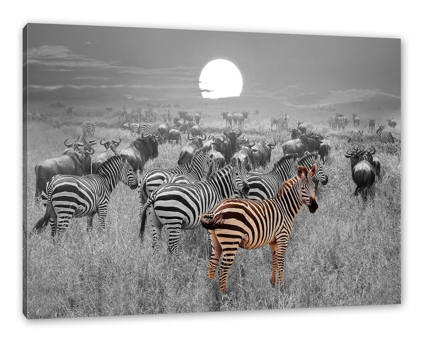 Pixxprint Zebraherde Savanne bei Sonnenuntergang B&W Detail, Leinwandbild