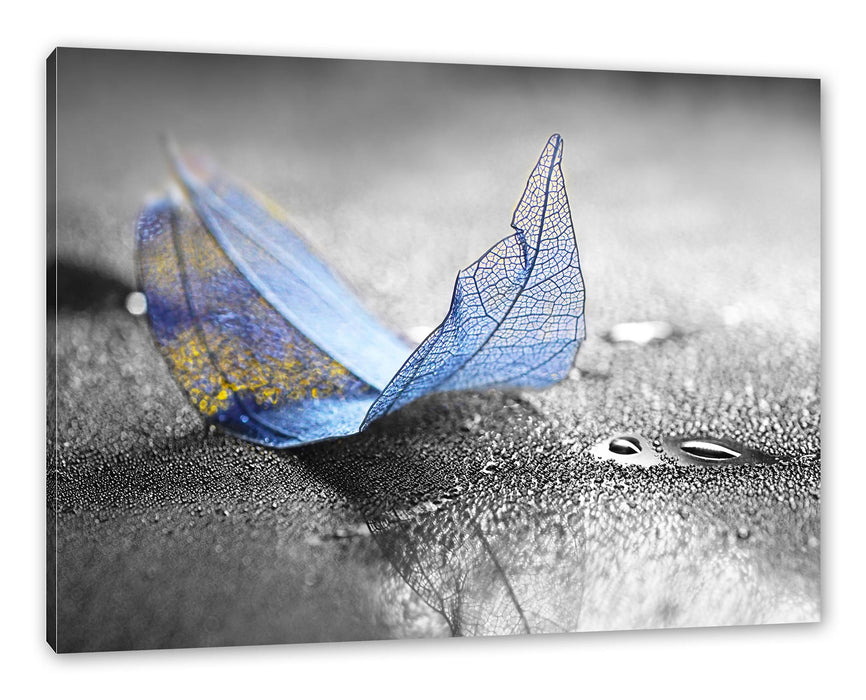 Pixxprint Nahaufnahme blaues Blattgerüst im Regen B&W Detail, Leinwandbild