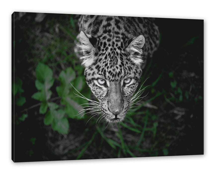 Pixxprint gefährlicher Panther im Wald von oben B&W Detail, Leinwandbild