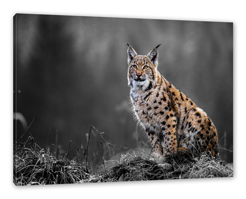 Pixxprint Europäischer Luchs auf Wiese B&W Detail, Leinwandbild