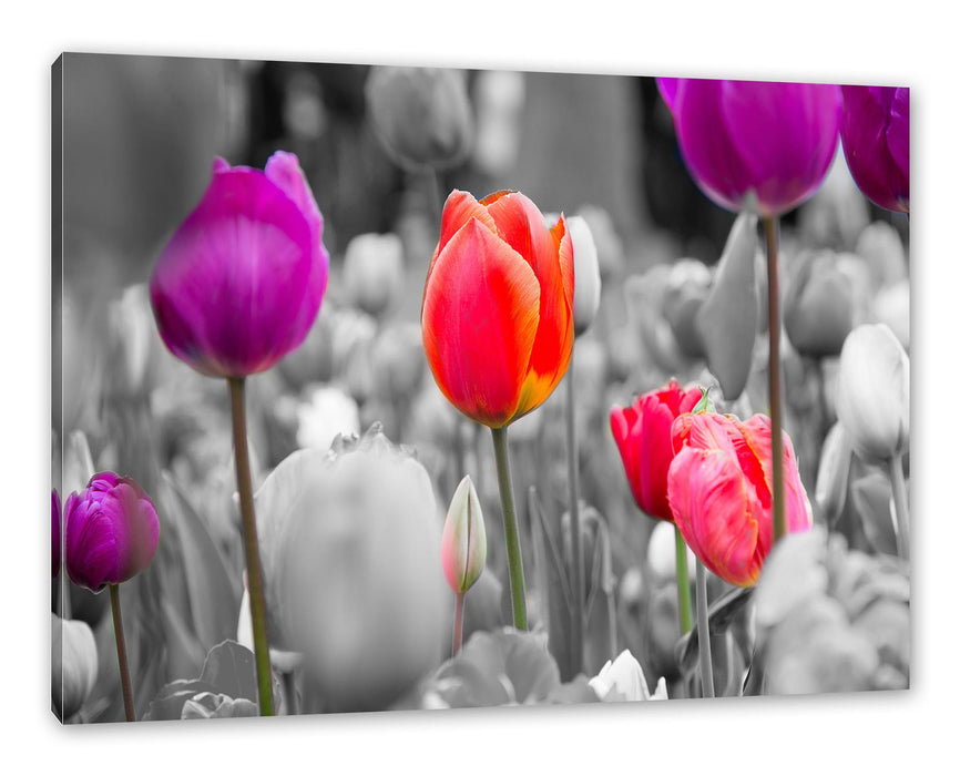 Pixxprint Bunte holländische Tulpen Nahaufnahme B&W Detail, Leinwandbild