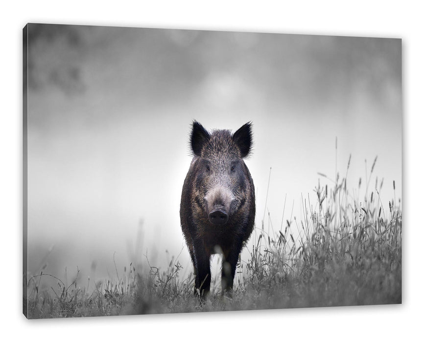 Pixxprint Wildschweinauf einer Wiese im Nebel B&W Detail, Leinwandbild