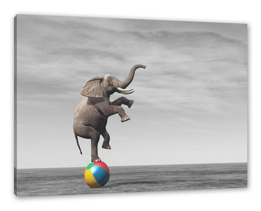 Elefant in der Wüste balanciert auf Ball B&W Detail Leinwanbild Rechteckig