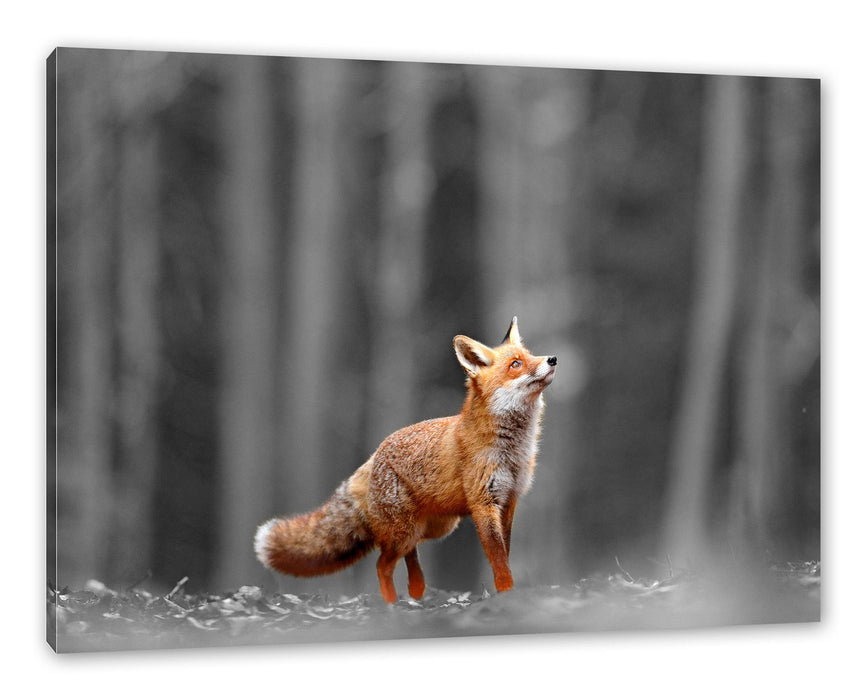 Pixxprint Neugieriger Fuchs im Herbstwald B&W Detail, Leinwandbild