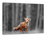 Neugieriger Fuchs im Herbstwald B&W Detail Leinwanbild Rechteckig