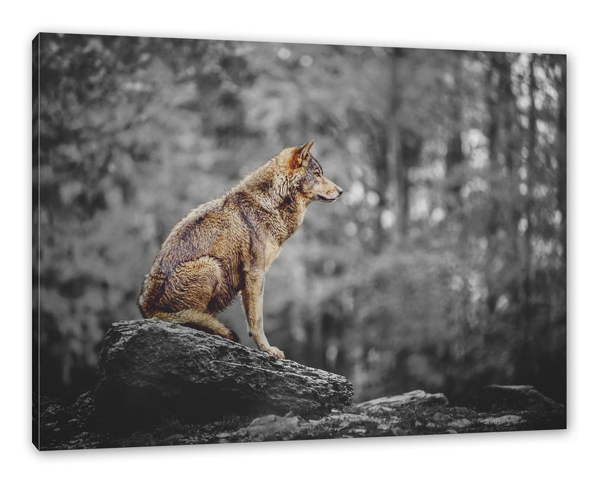 Pixxprint Wolf sitzt auf einem Stein im Herbstwald B&W Detail, Leinwandbild