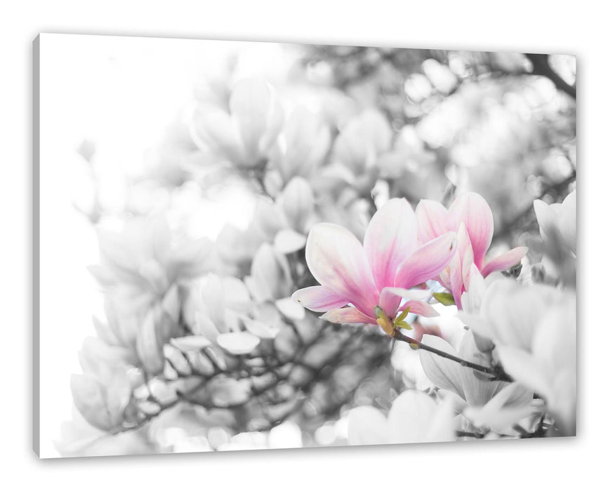 Pixxprint Nahaufnahme blühender Magnolienbaum B&W Detail, Leinwandbild